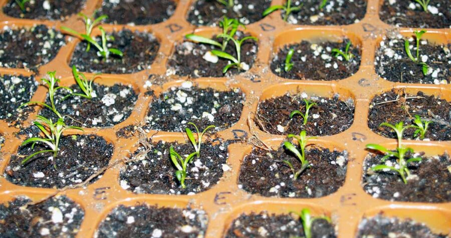 how to start seeds indoors