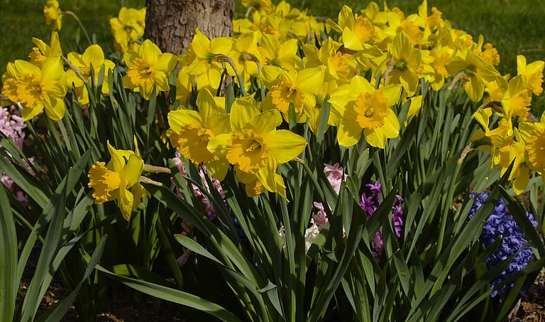 daffodils and hyacinths in spring