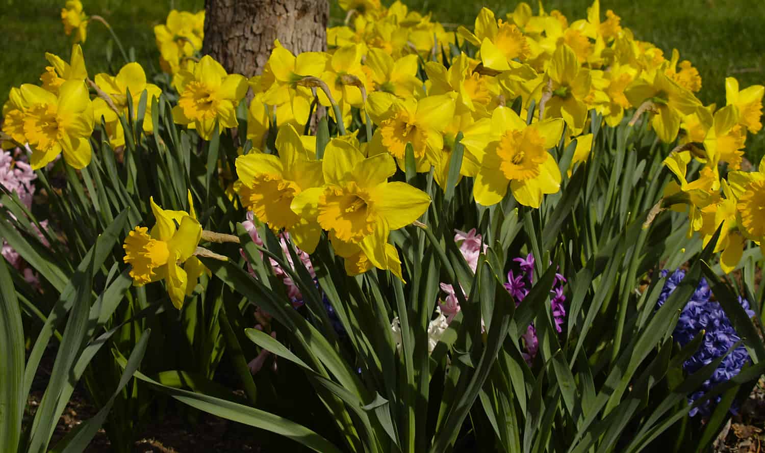 daffodils and hyacinths in spring