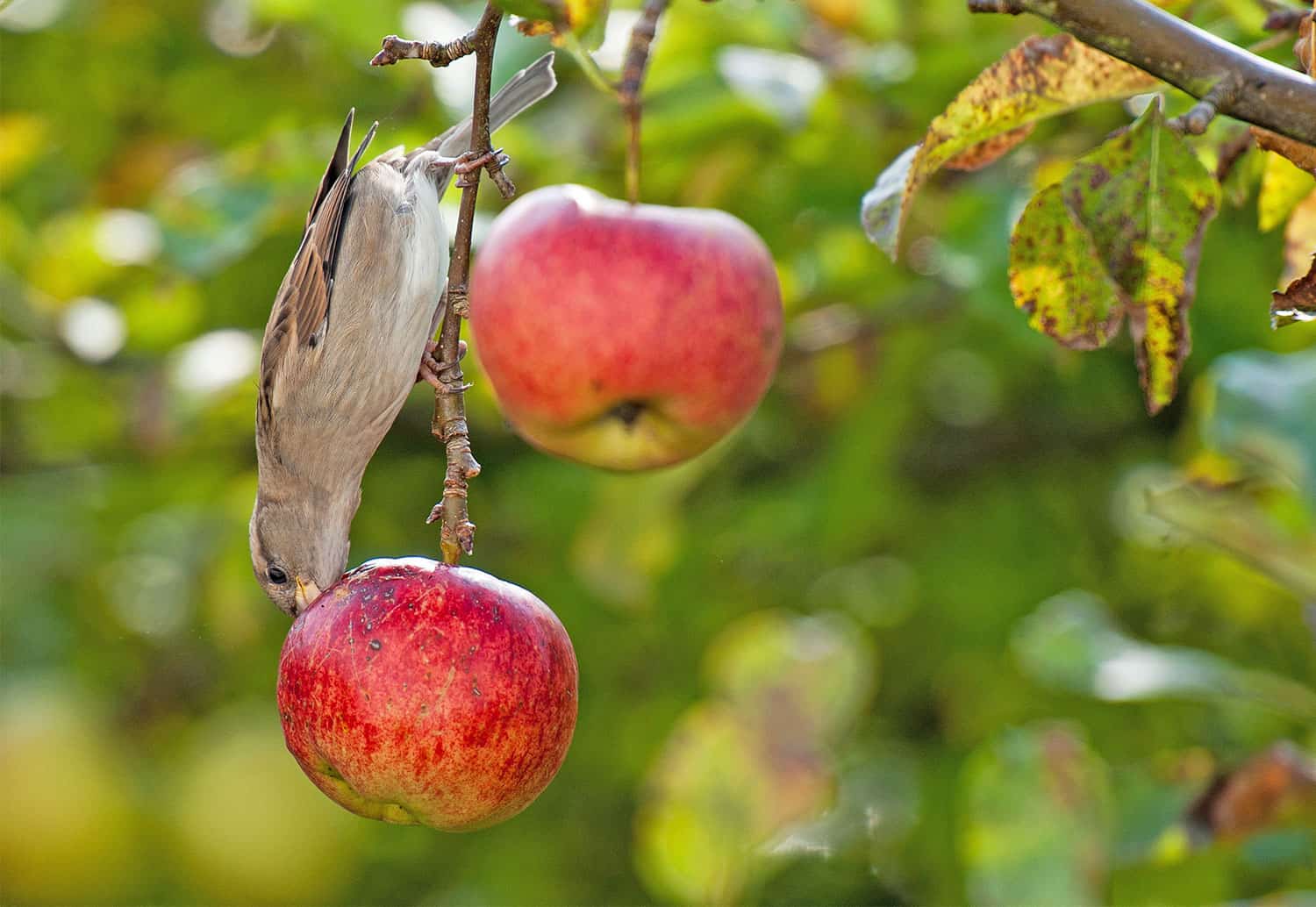 كيفية إبعاد الطيور عن أشجار الفاكهة