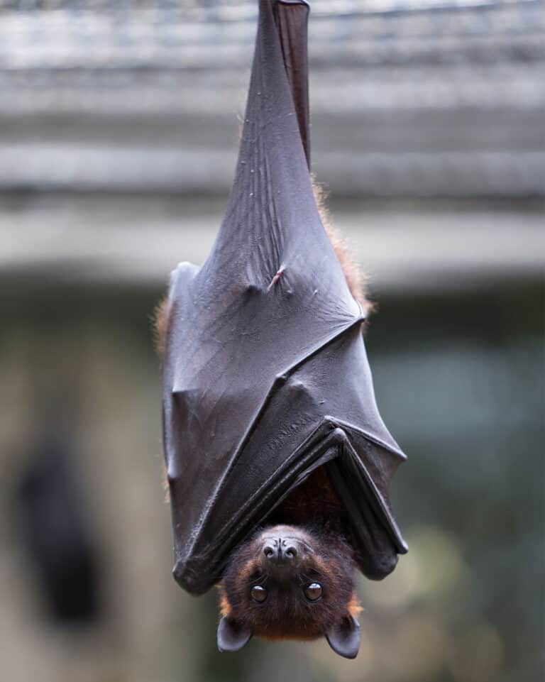 bat hanging upside down