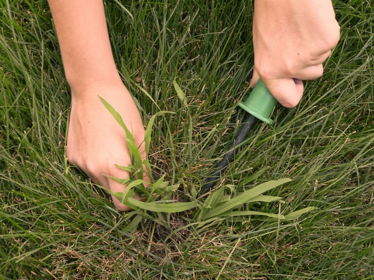 Hands pulling crabgrass from a lawn using a garden weeder tool, surrounded by dense green grass