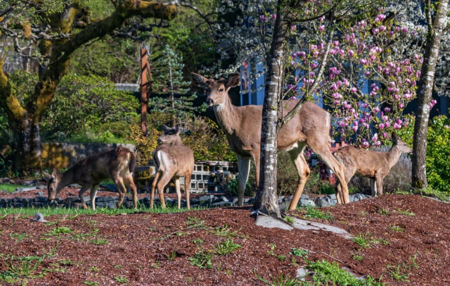 Rabbits and Deer Wont Eat These Flowers, Shrubs, Herbs, and Trees