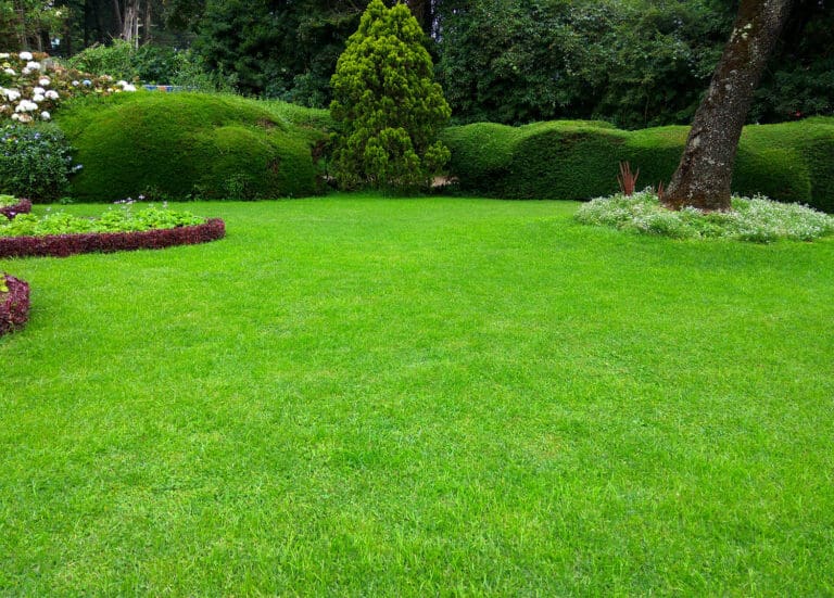organic lawn care tips