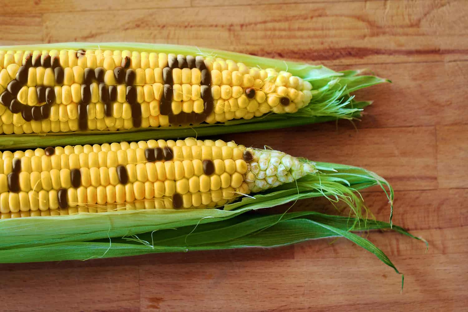 gmo definition