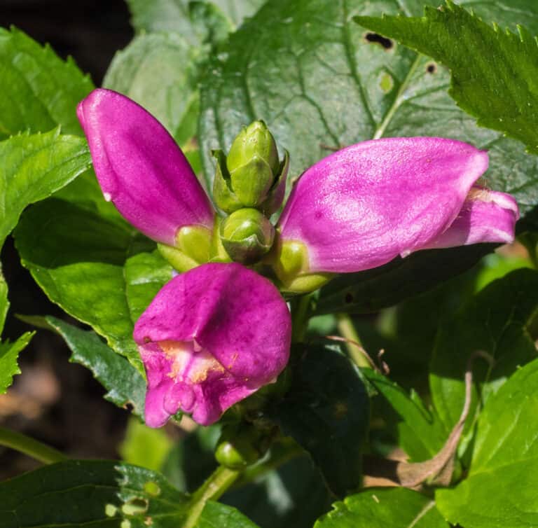 hot lips turtlehead flower