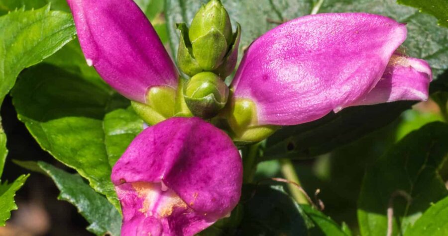 hot lips turtlehead flower