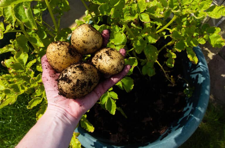 grow potatoes in containers