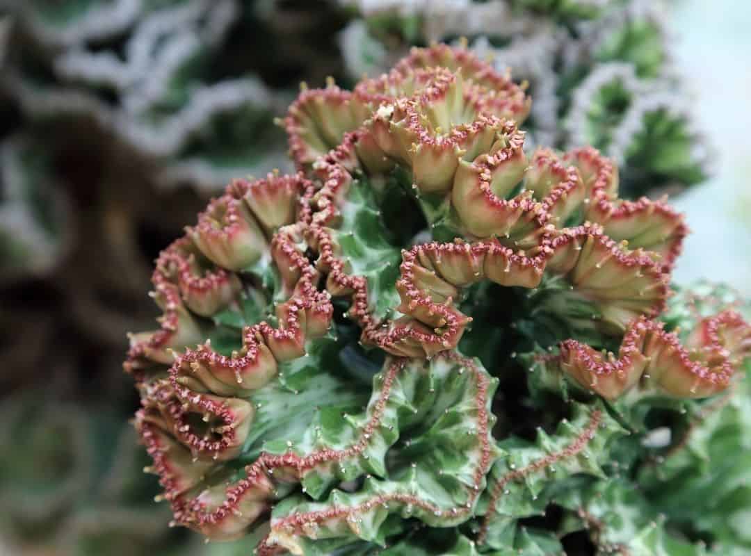 coral cactus