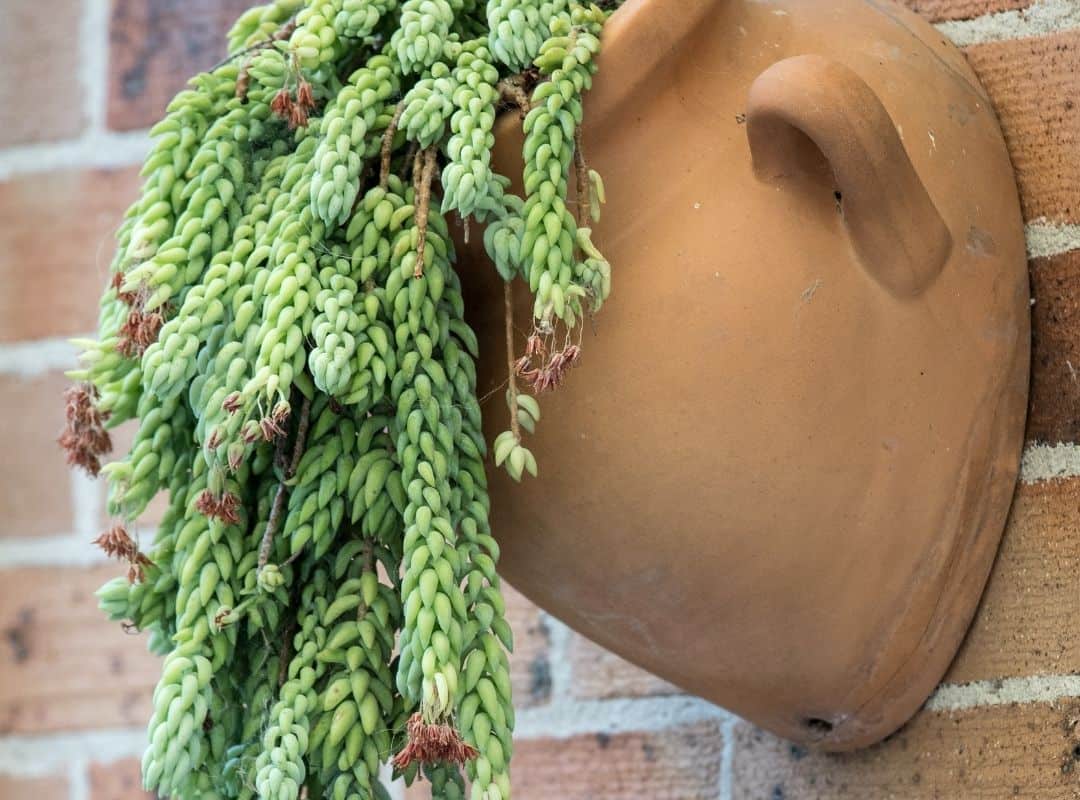 donkeys tail succulent