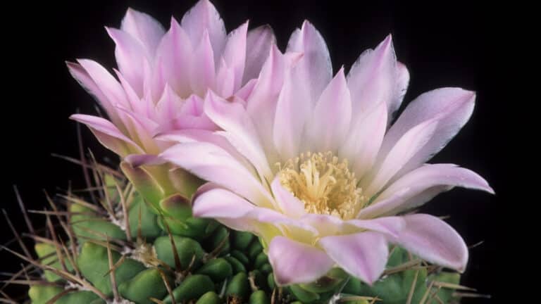 gymnocalycium triacanthum succulent