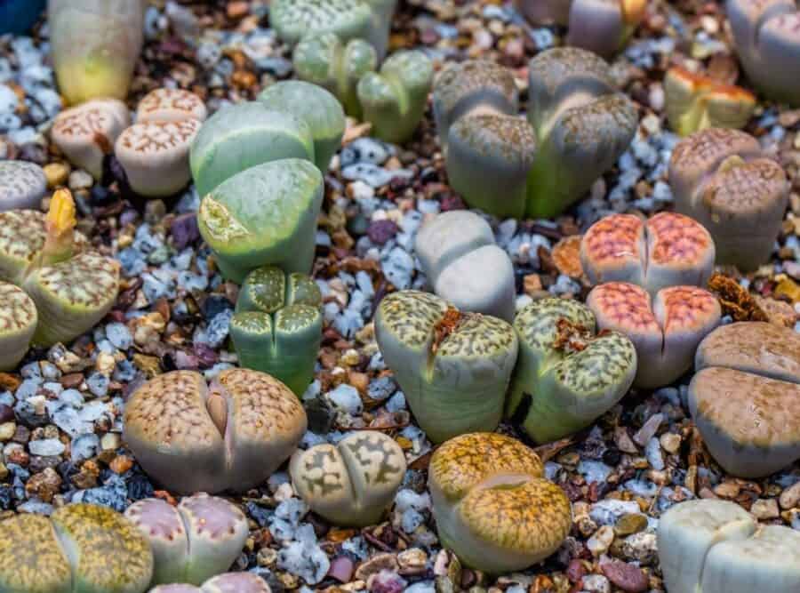living stones succulent