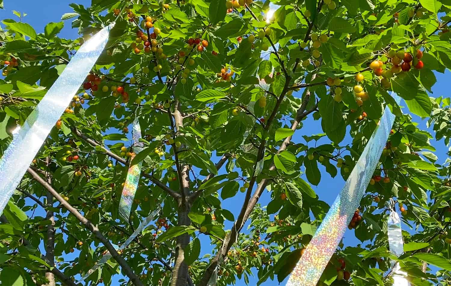 How To Protect Fruit On Trees From Birds
