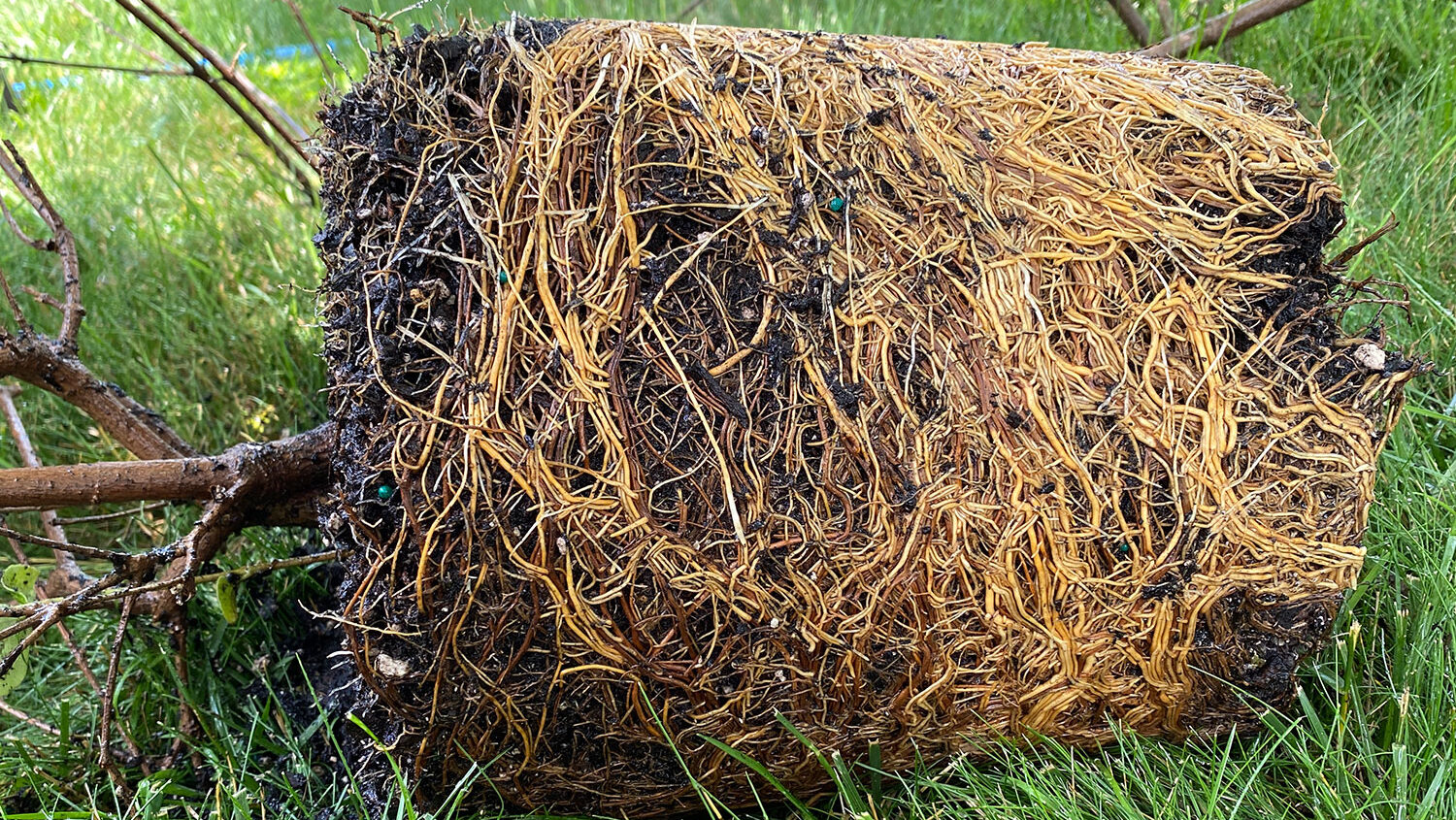 viburnum root ball