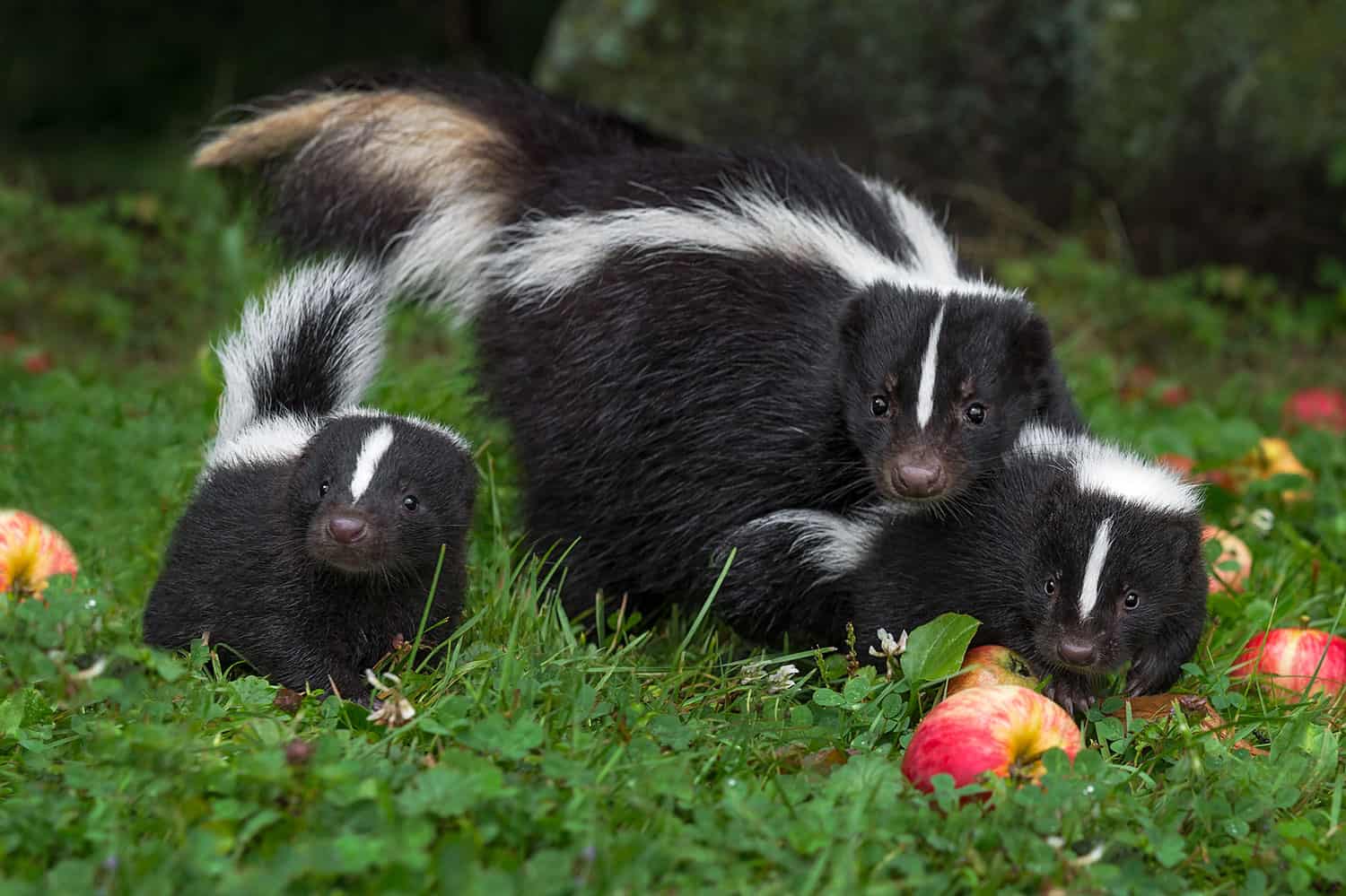 Does Dog Urine Keep Skunks Away