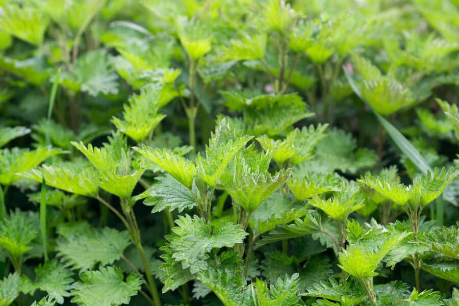 stinging nettle