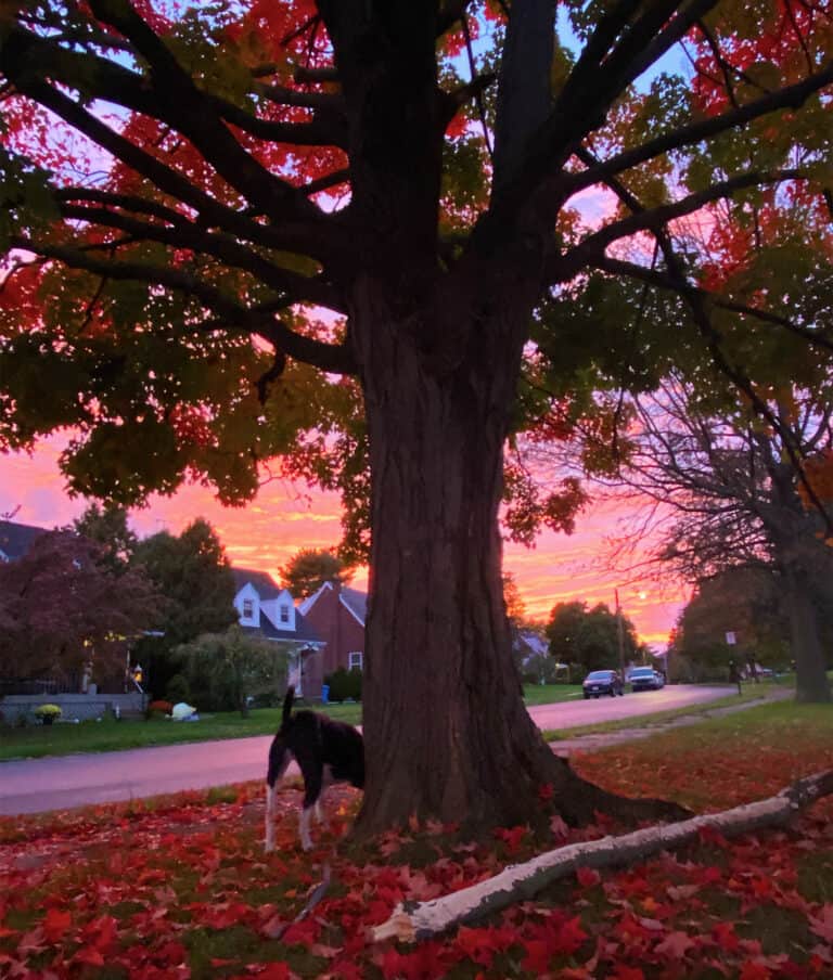 maple tree in park