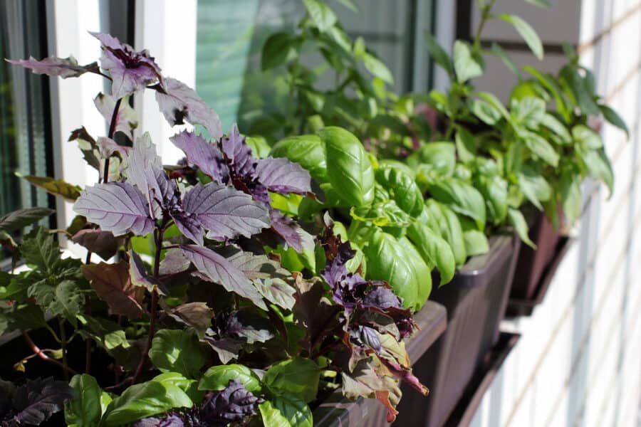 herbs growing in window boxes