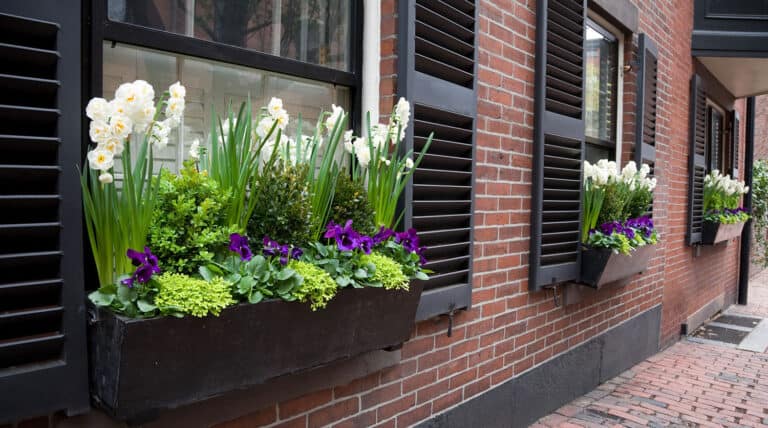 window boxes