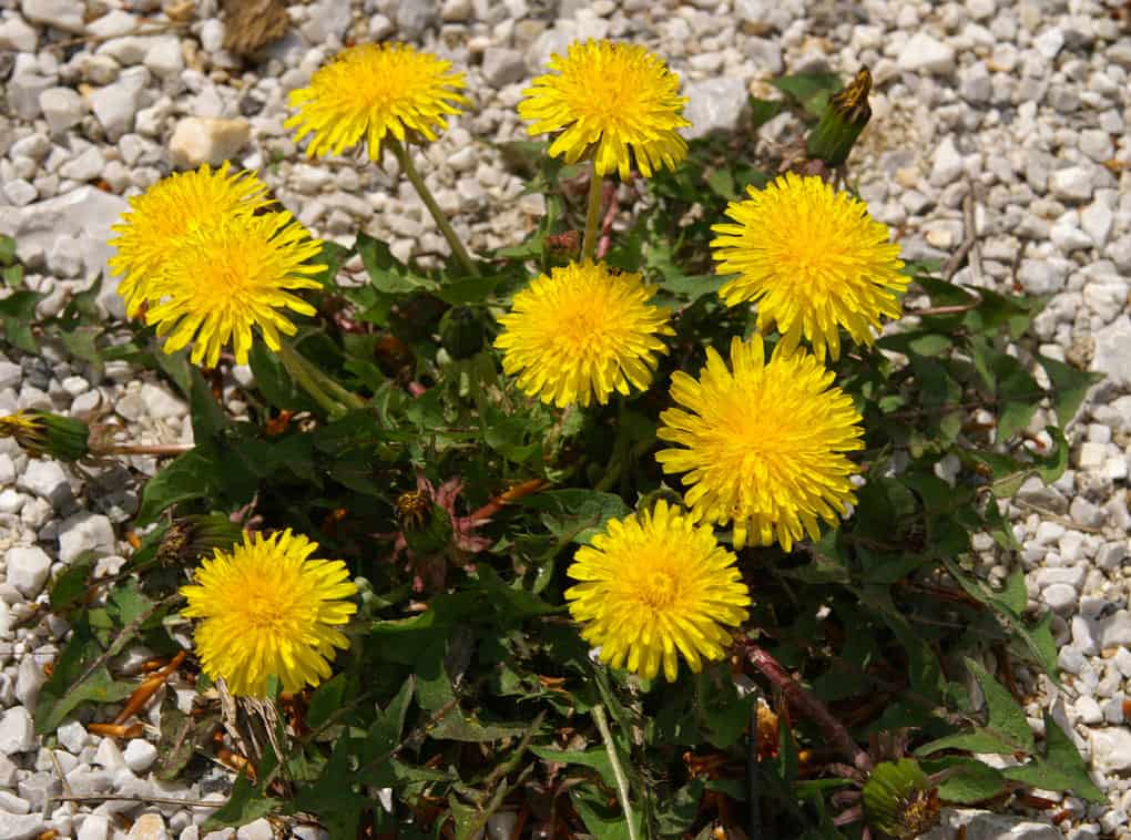 dandelions in yearad