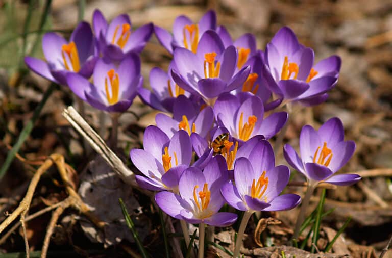 bee pollinating crocus