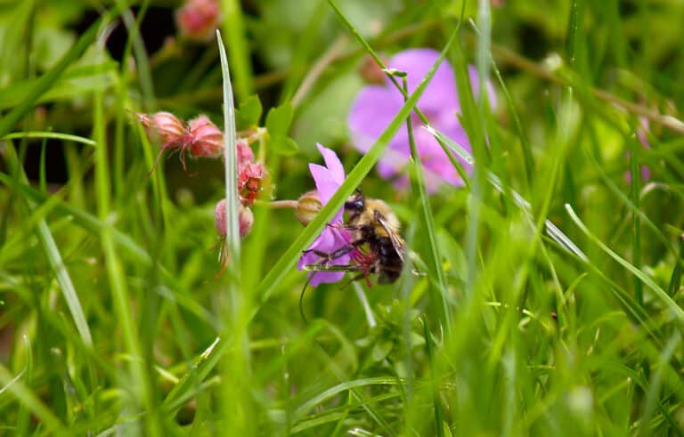 bee on geranium