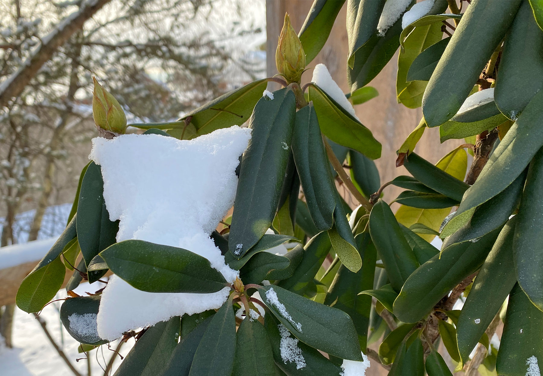 rhododendron with snow evergreen