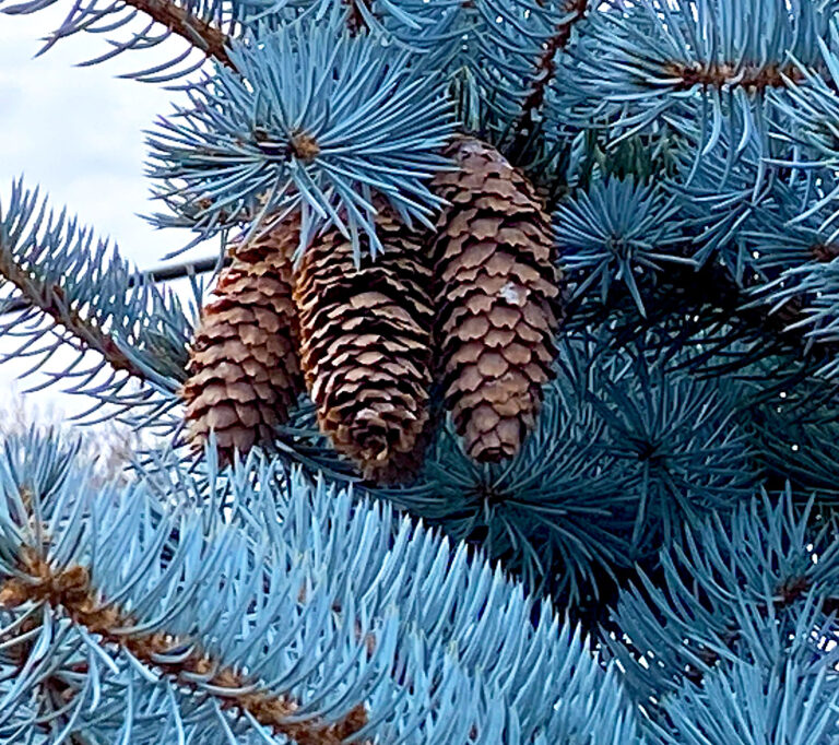 blue spruce evergreen