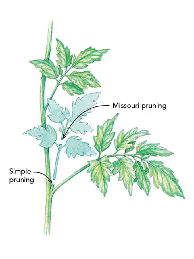 missouri pruning diagram