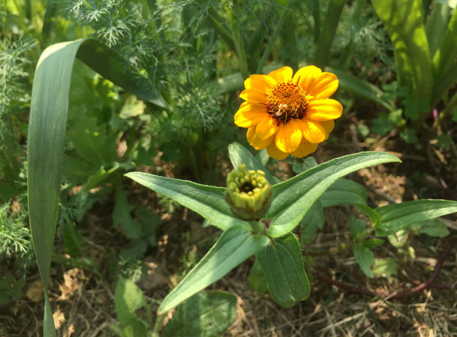 zinnia seedlings