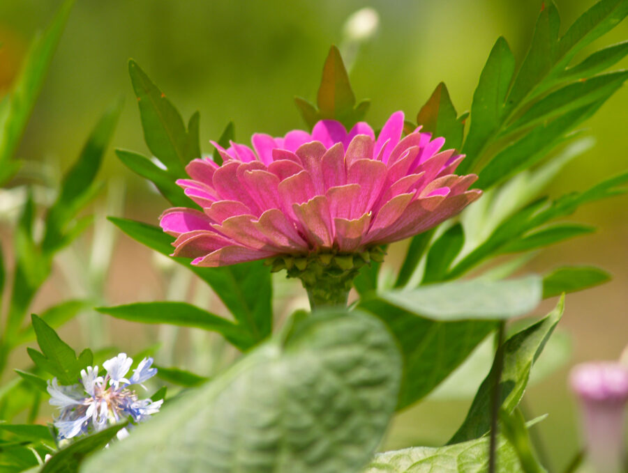 zinnia