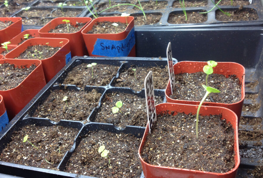 starting zinnias indoors from seed