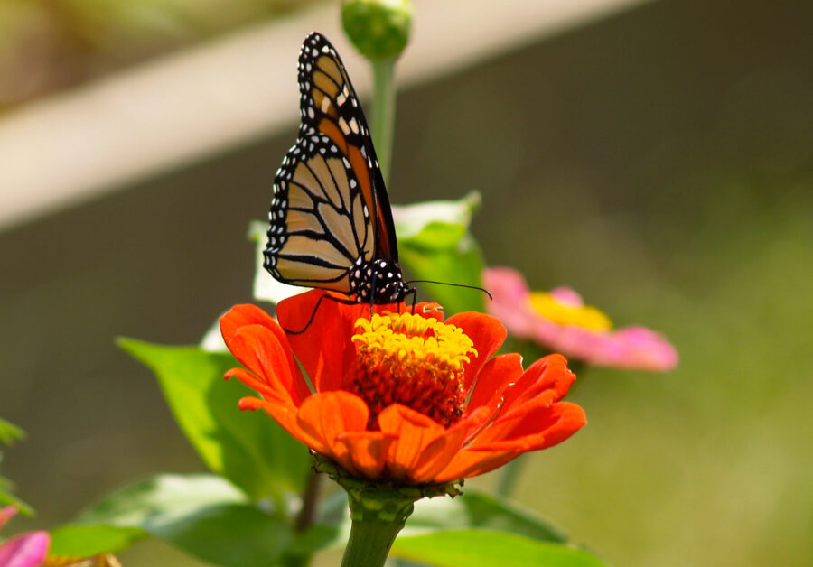 butterfly on zinnia
