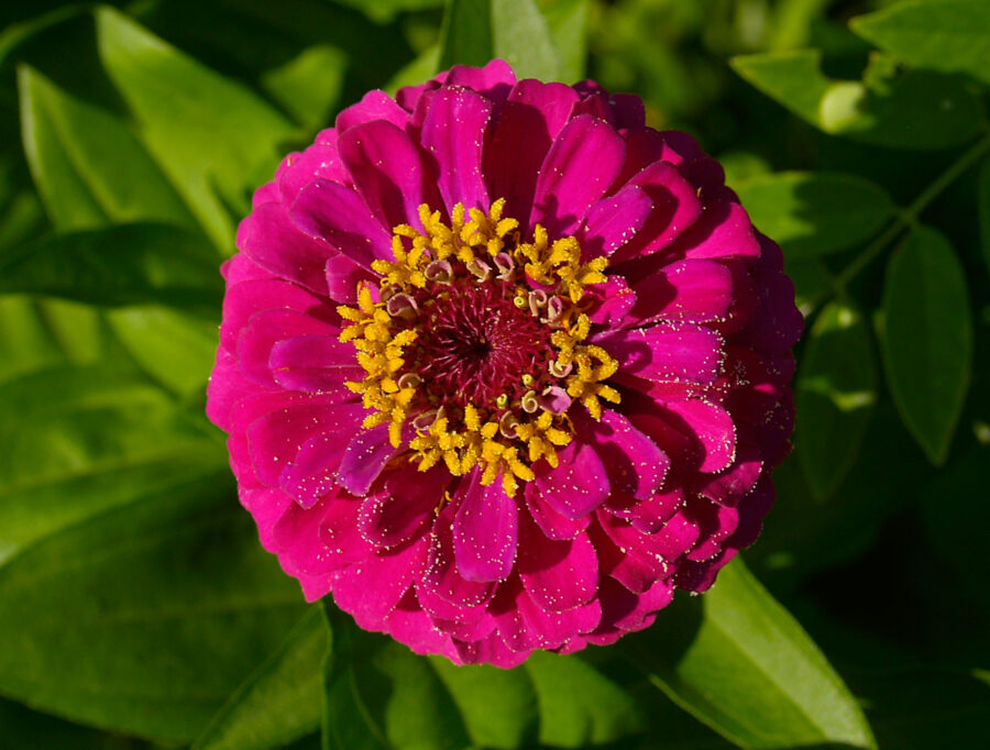 zinnia flower