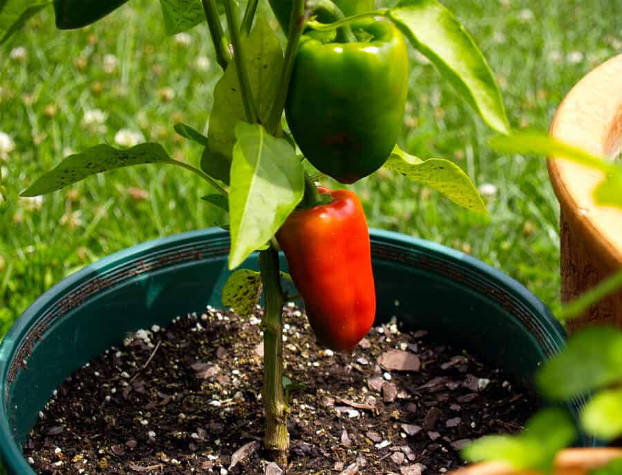 peppers growing in pots