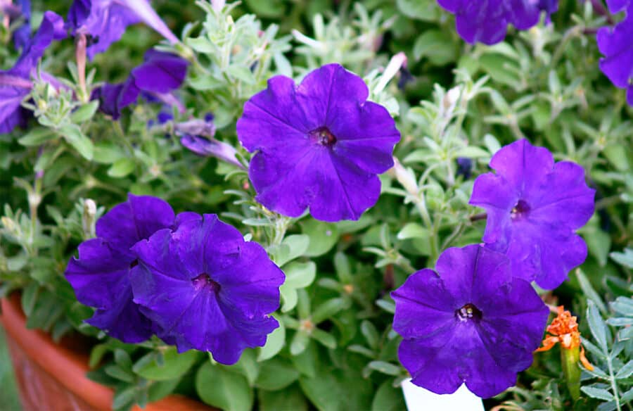 petunias in containers