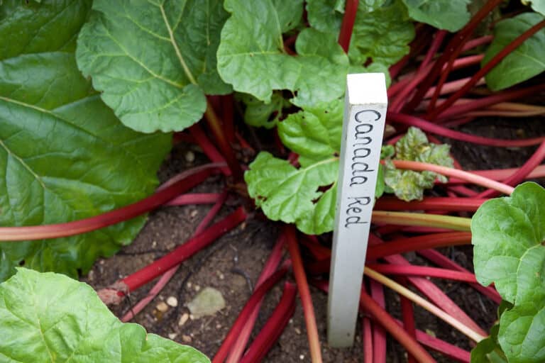 how to grow rhubarb
