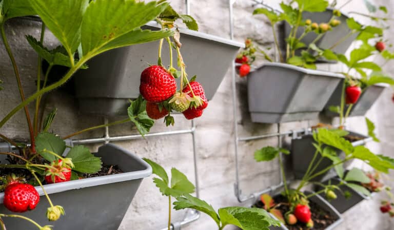 containers strawberries urban garden