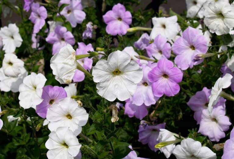 petunias