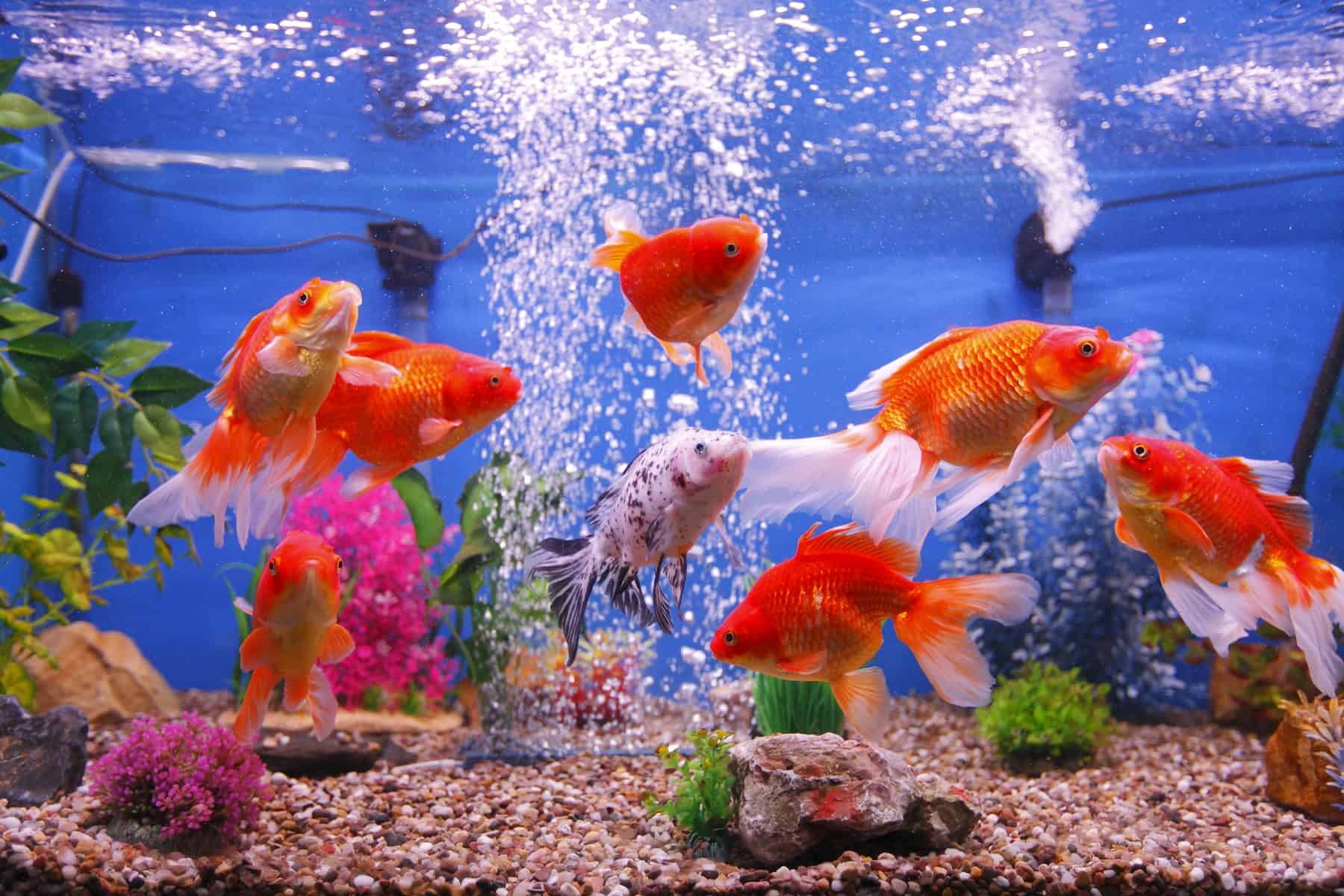 Aquariums, Fish Tanks