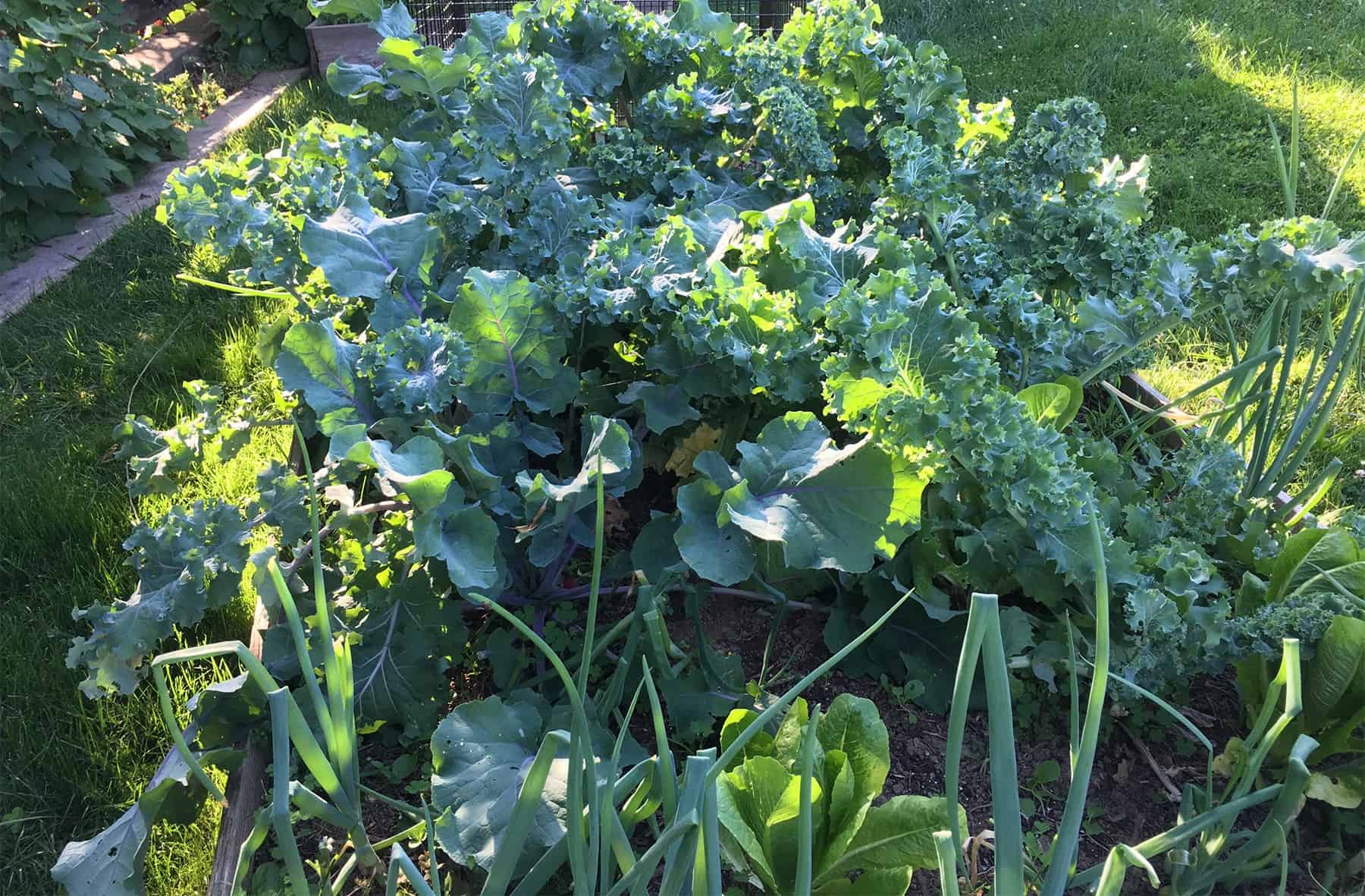 garden vegetables fertilized with fish emulsion