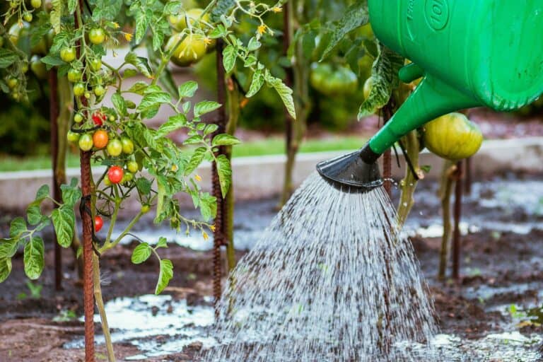 watering tomatoes with watering can