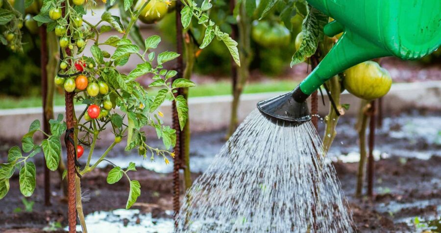 watering tomatoes with watering can