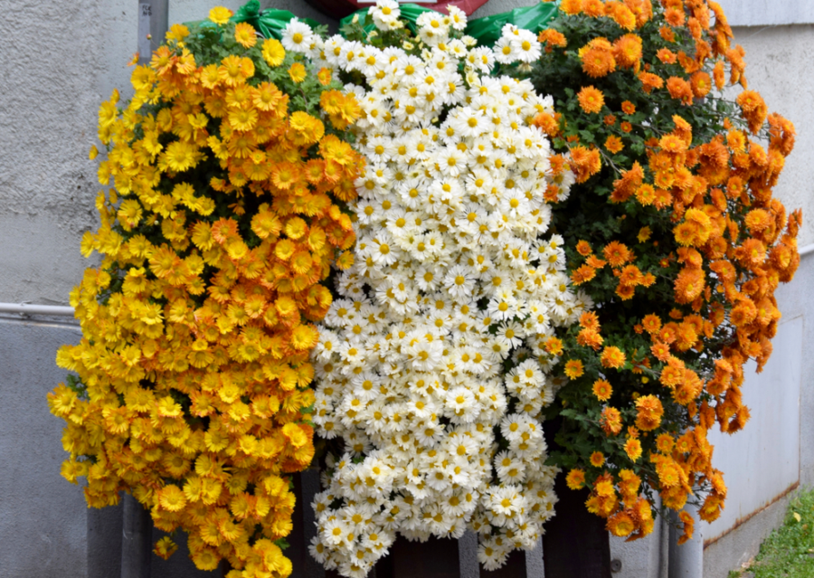 cascading flowers