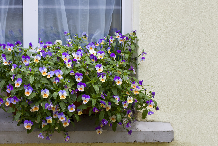 Best Choices for Cascading Flowers in Window Boxes * Big Blog of Gardening