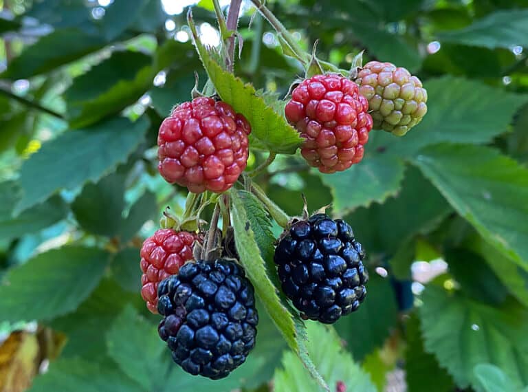 blackberries
