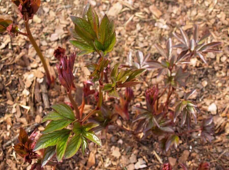 bleeding hearts emerge from mulched garden