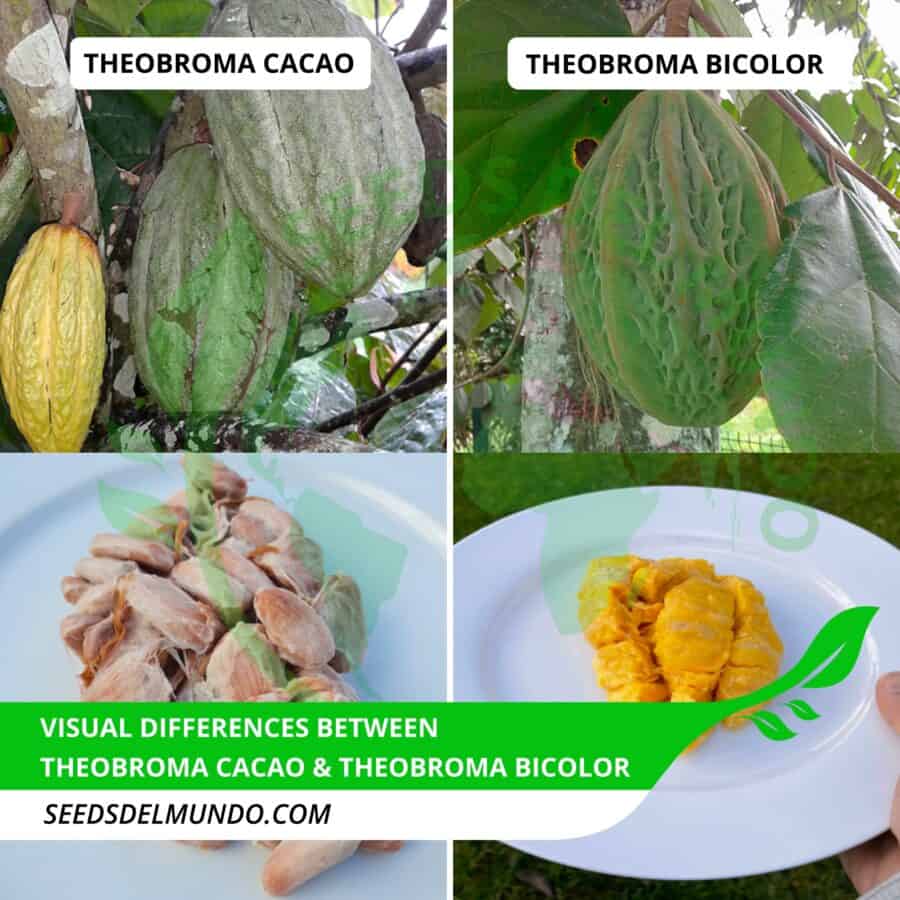 cacao bean bicolor bean