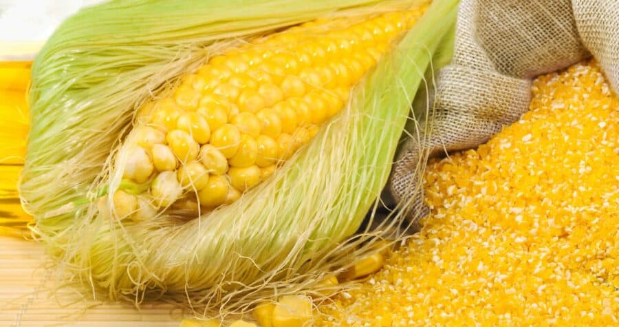 corn gluten meal from corn