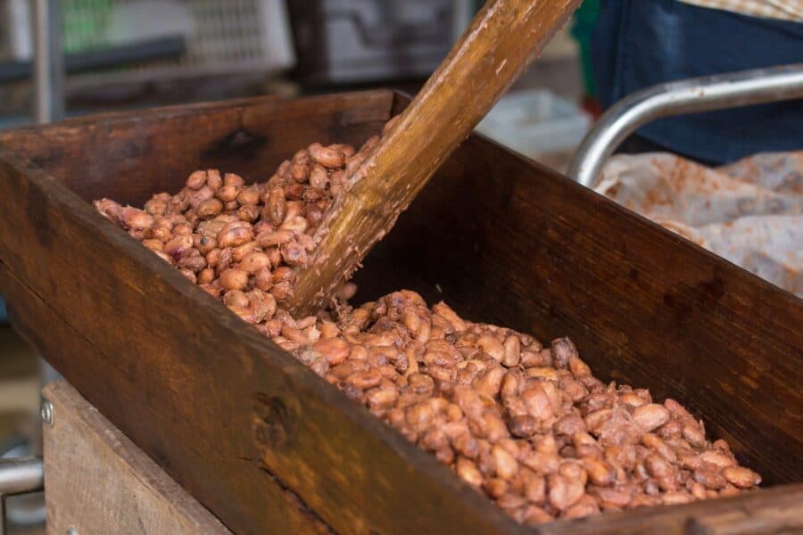 Fermenting cacao beans